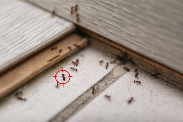 Best Flea Control Services  in Fairview, NY