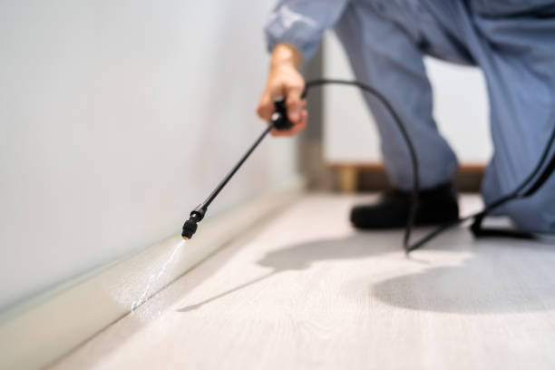 Flea Control Services in Fairview, NY