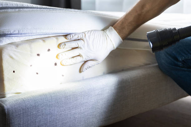 Best Termite Control Services  in Fairview, NY