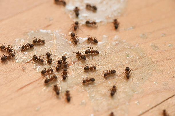 Best Local Pest Control Services  in Fairview, NY