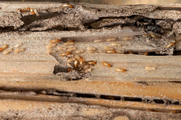 Best Wildlife Control Services  in Fairview, NY